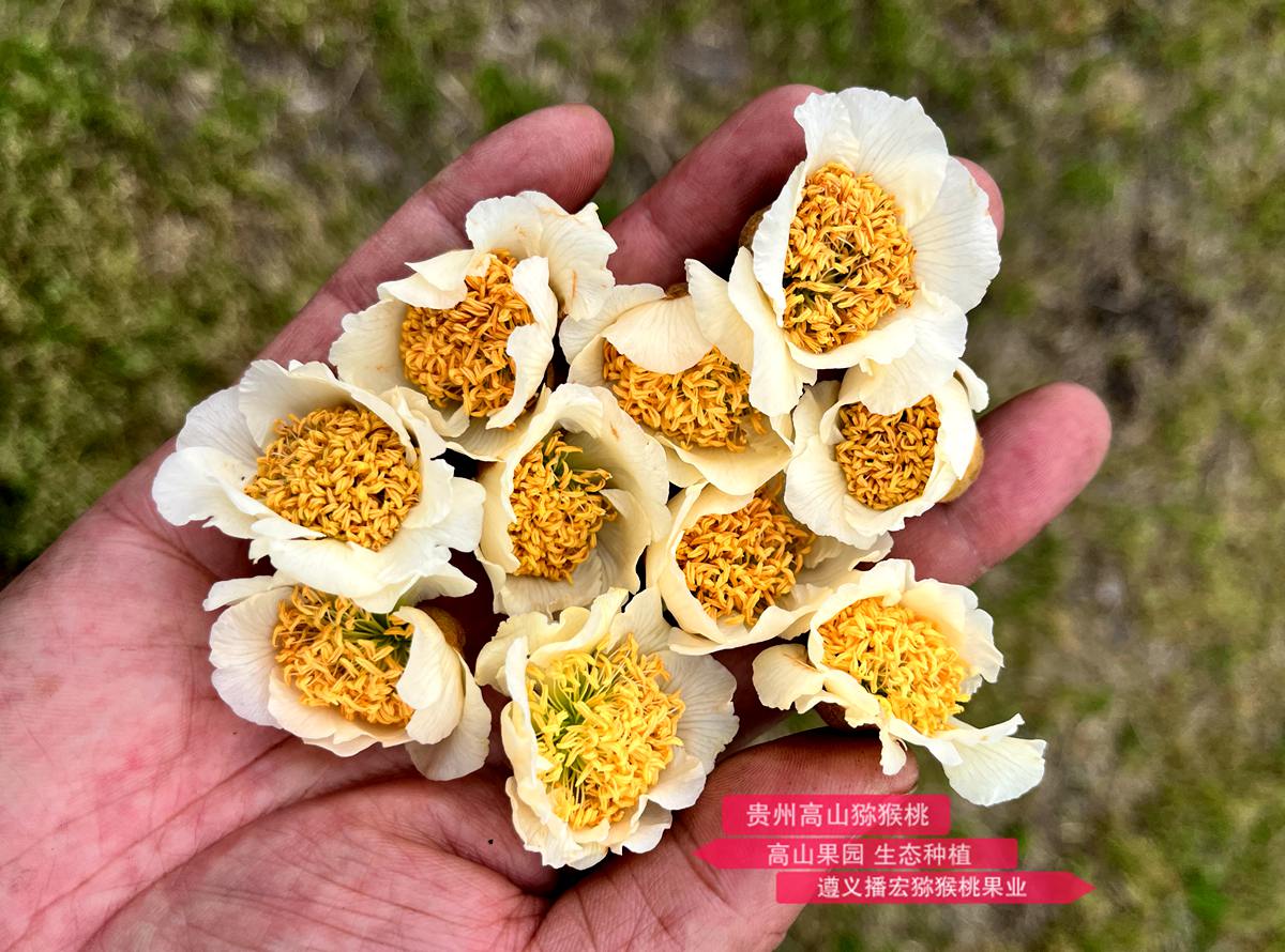 High quality polyploid kiwifruit flowers
