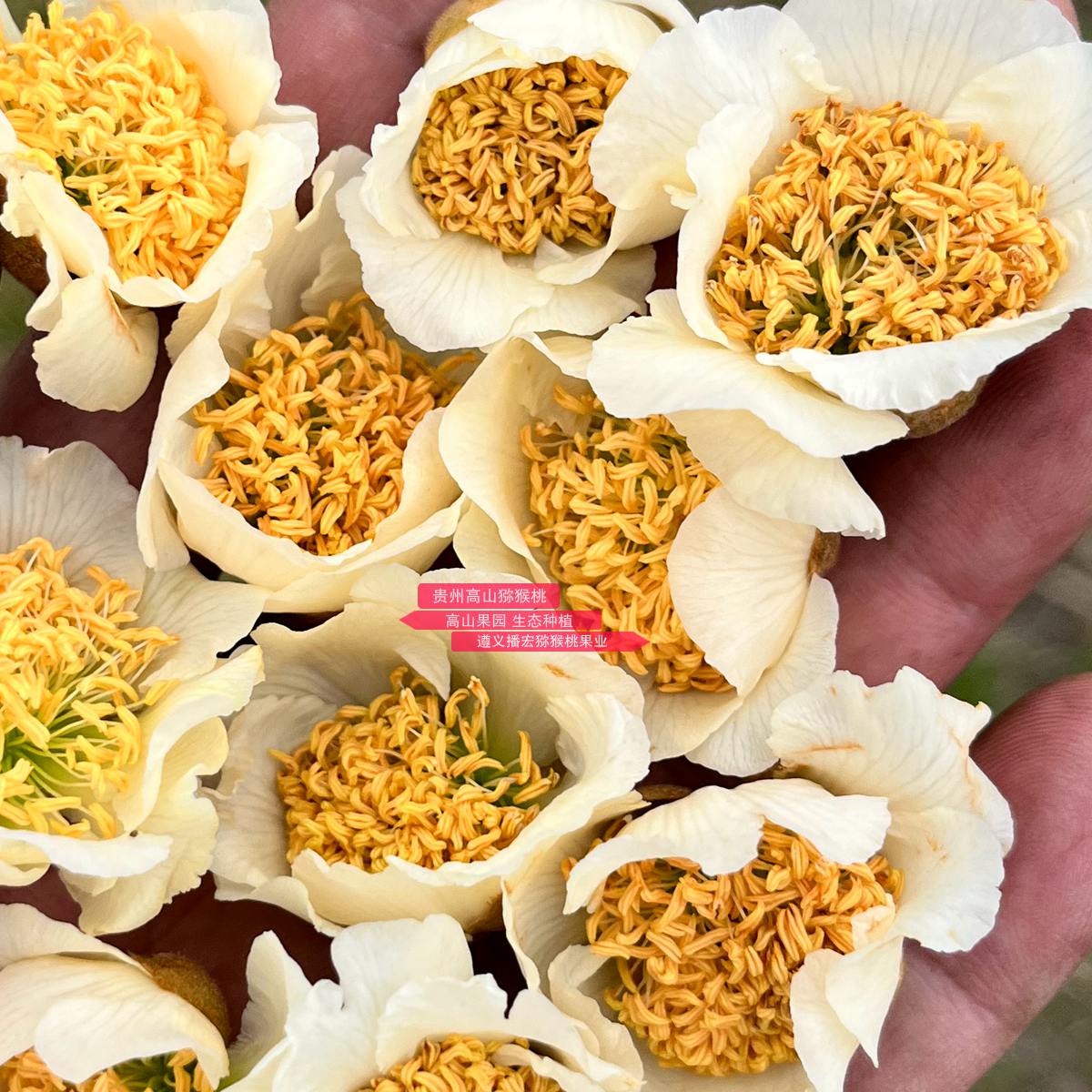High quality polyploid kiwifruit flowers
