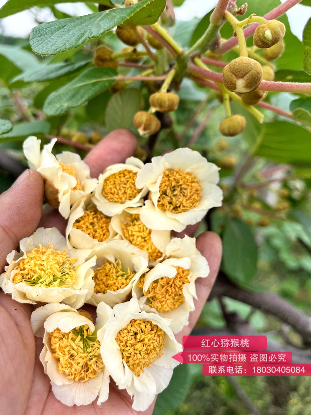 這種獼猴桃公花生產(chǎn)的花粉活性最高