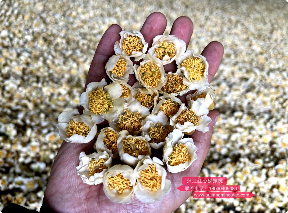 ▲播宏基地采摘的獼猴桃花蕾