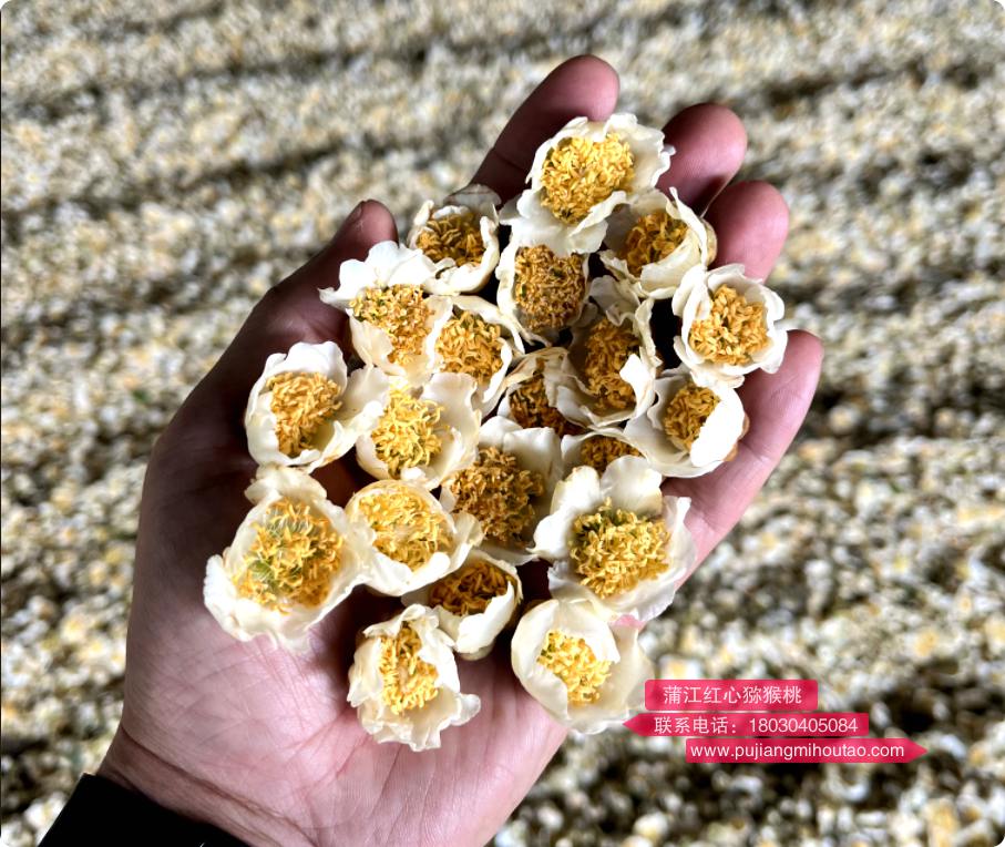 獼猴桃雄花蕾