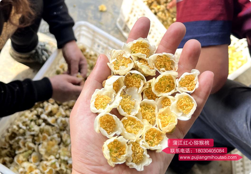 ▲播宏基地采摘的獼猴桃花蕾