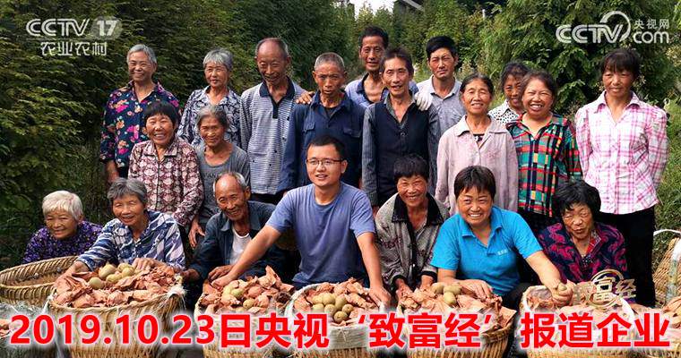 We harvest kiwifruit in our orchard