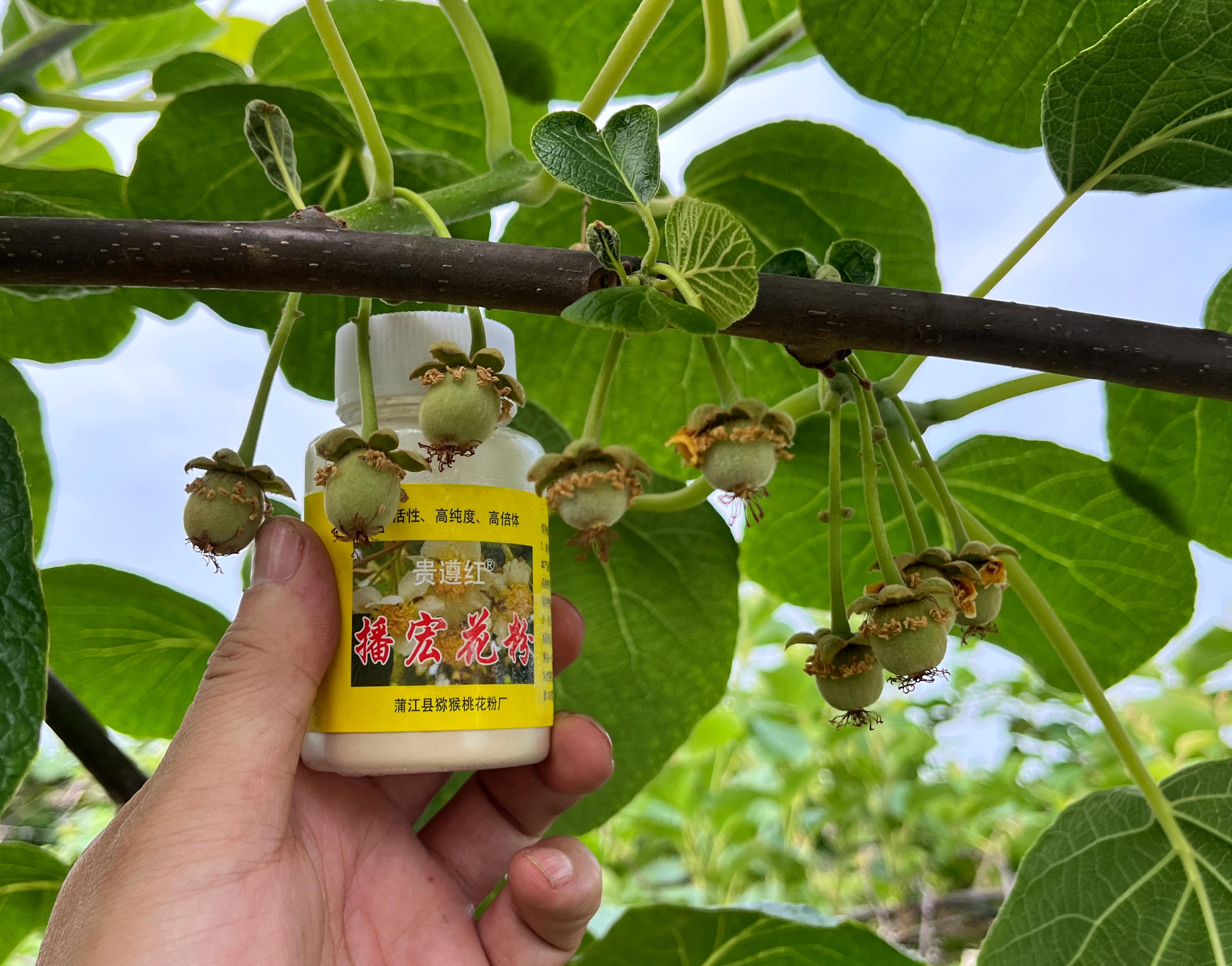 播宏獼猴桃花粉