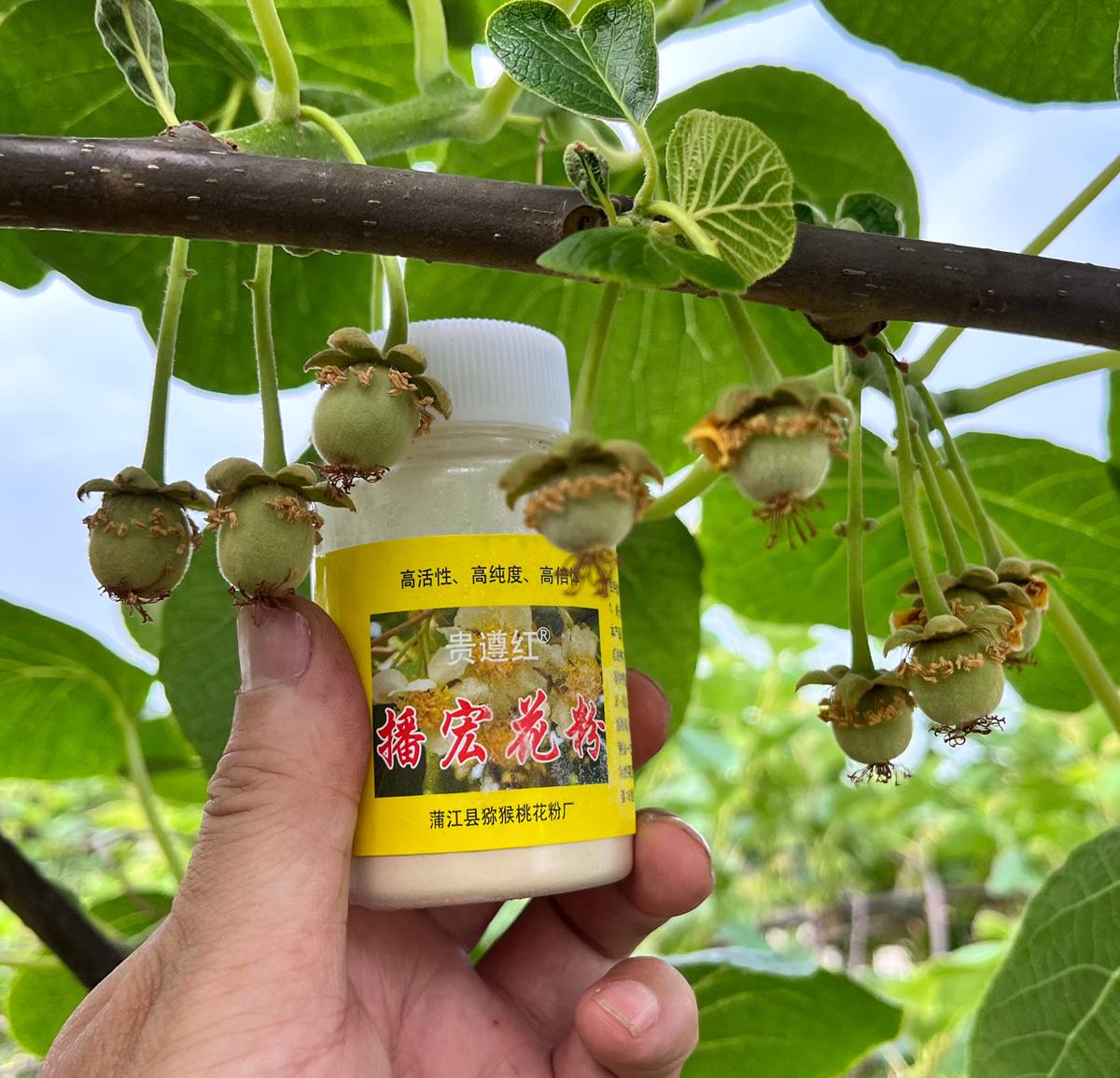 播宏獼猴桃花粉