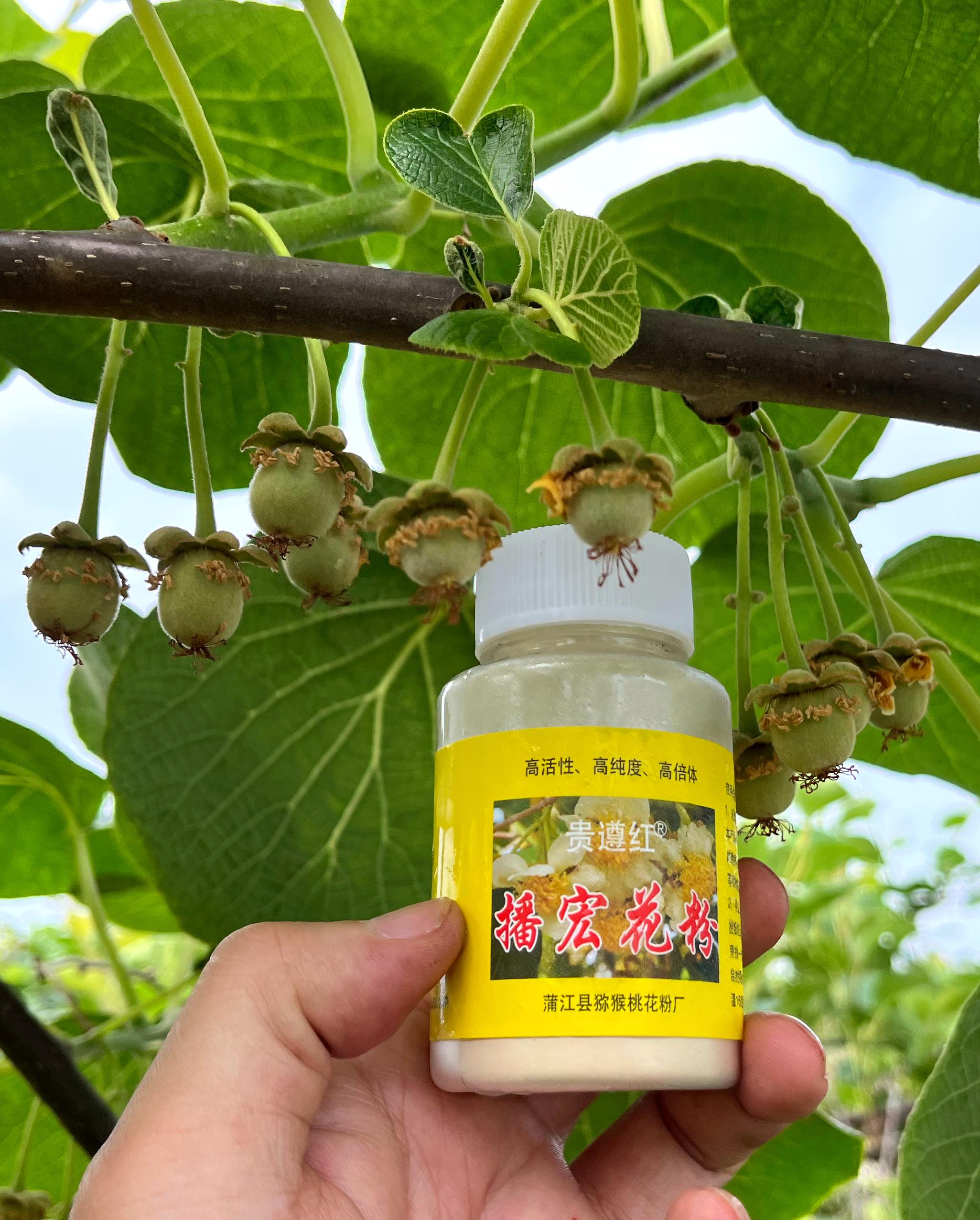 播宏獼猴桃花粉
