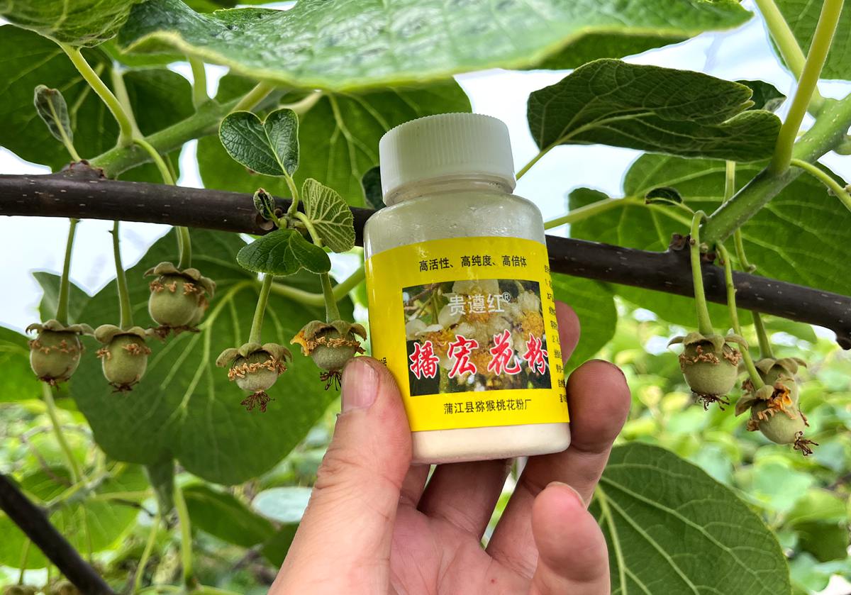 播宏獼猴桃花粉