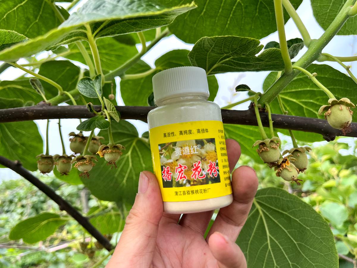 剛完成授粉的紅心獼猴桃幼果