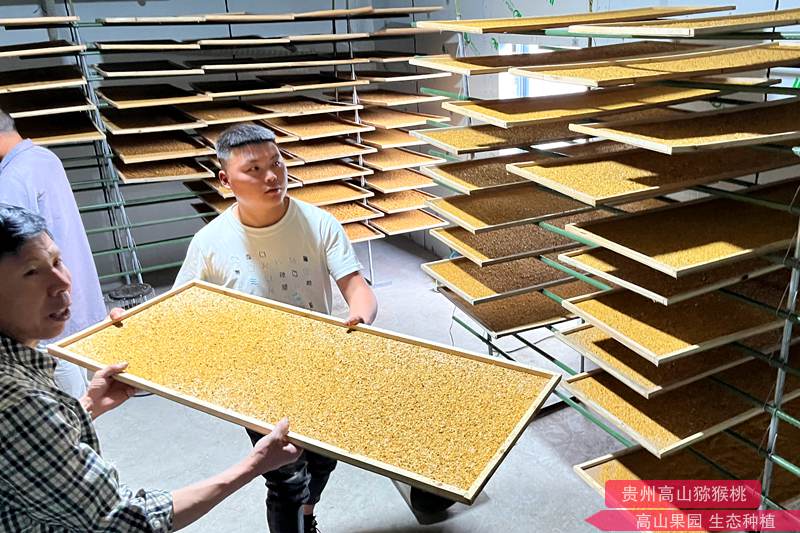 獼猴桃花藥烘干過程