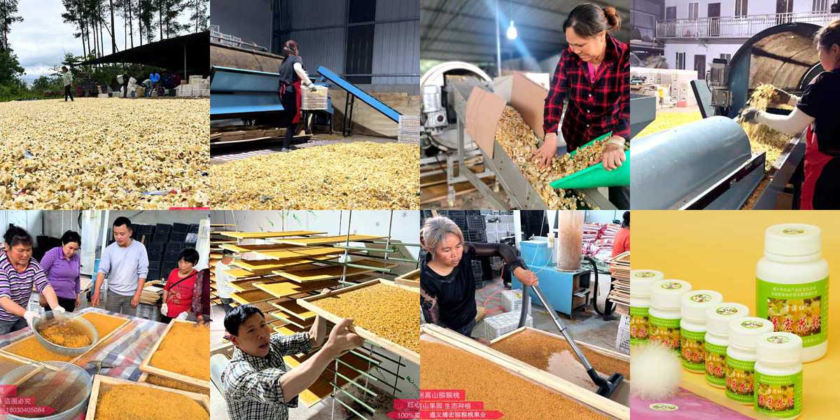 Golden kiwifruit after artificial pollination