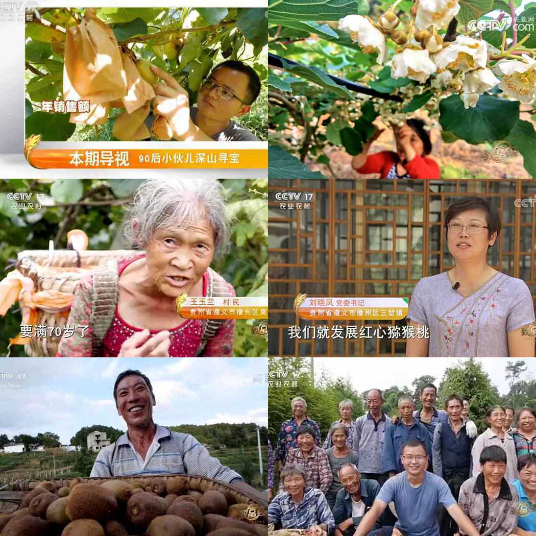 獼猴桃蜜蜂授粉