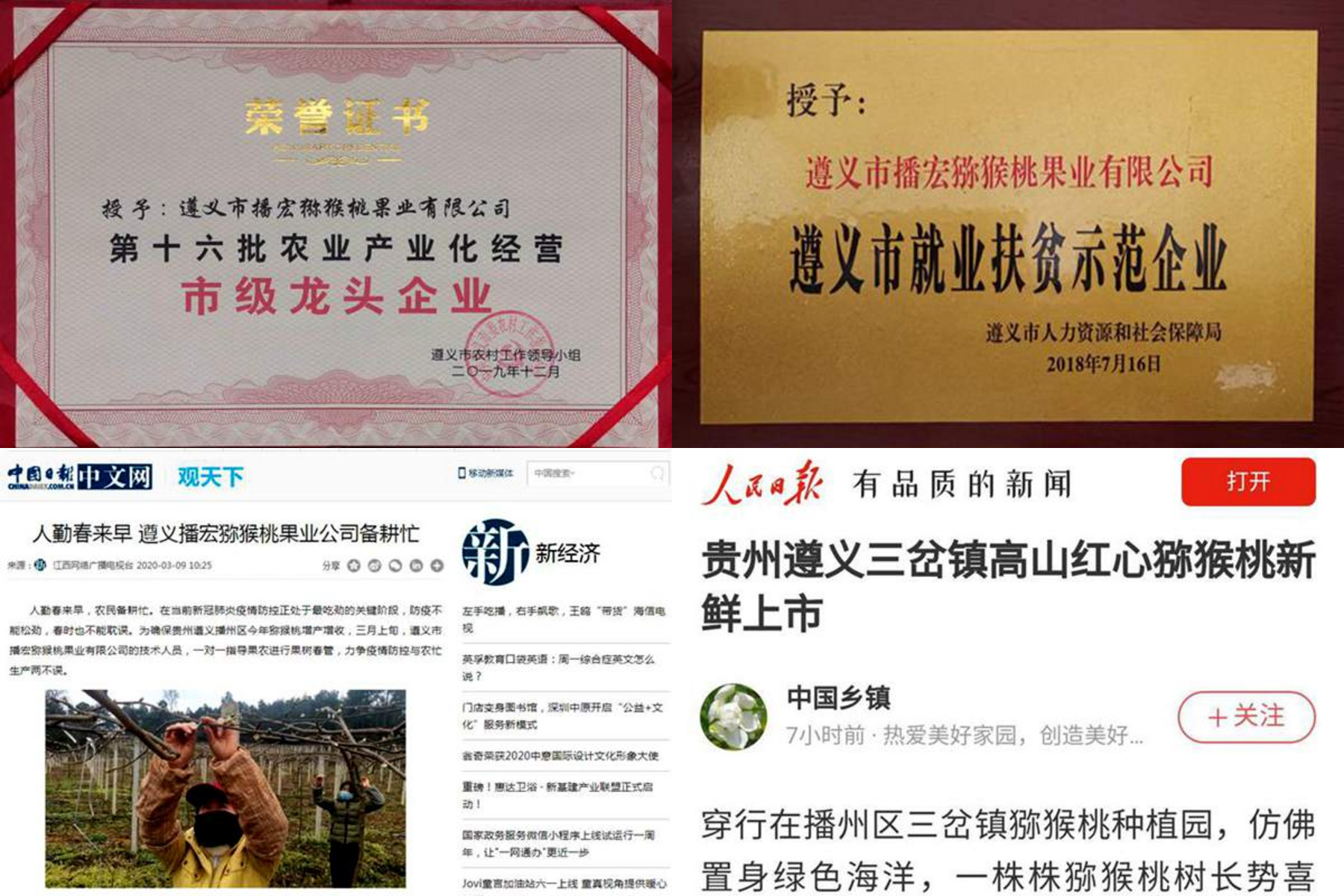 We harvest kiwifruit in our orchard