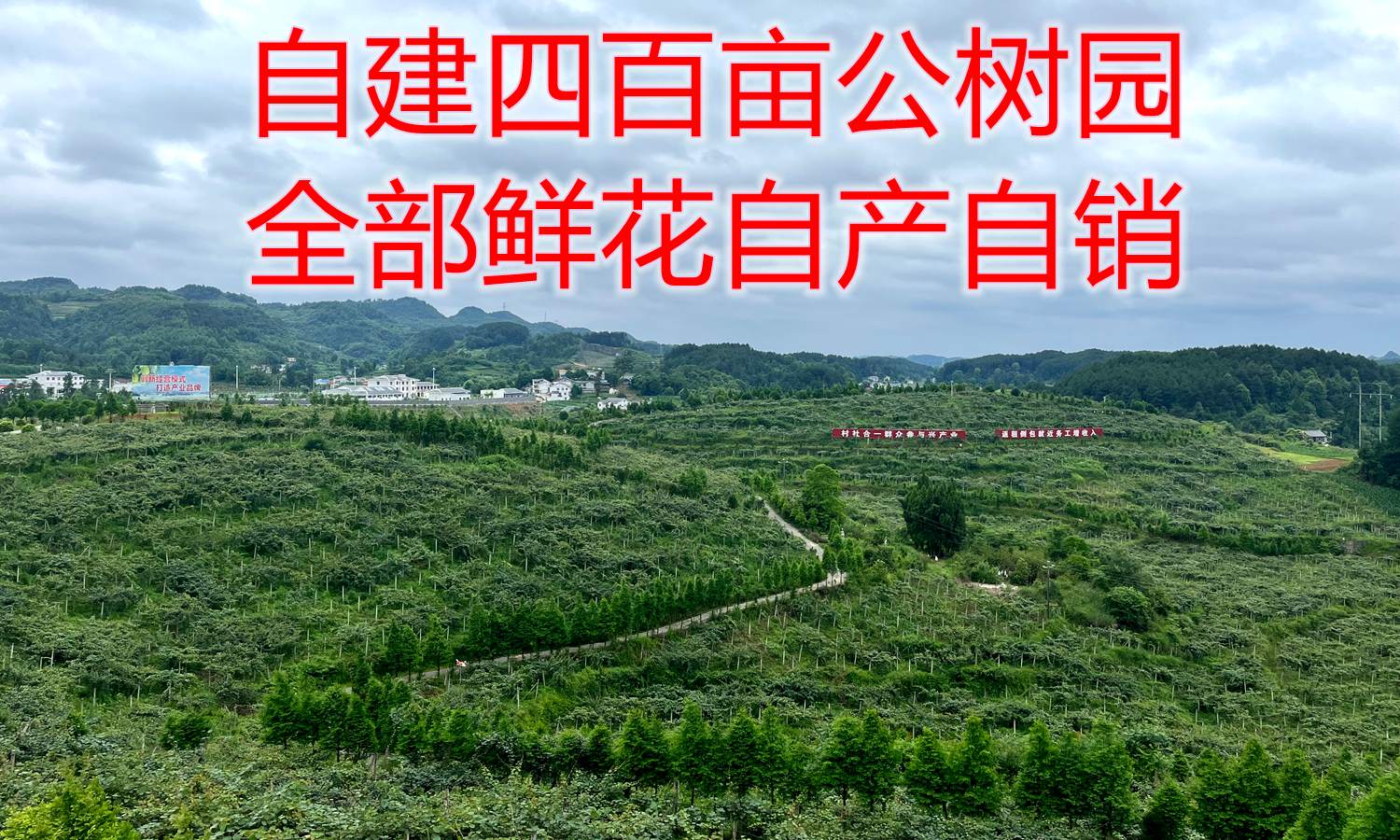 獼猴桃蜜蜂授粉