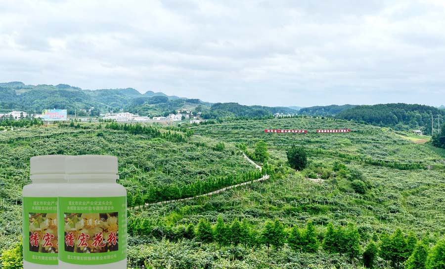 獼猴桃花粉 出口獼猴桃花粉