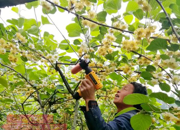 獼猴桃花粉批發(fā)