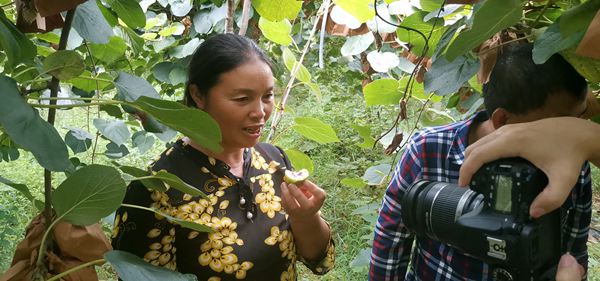 獼猴桃認養(yǎng)私人訂制 獼猴桃認養(yǎng)私人訂制