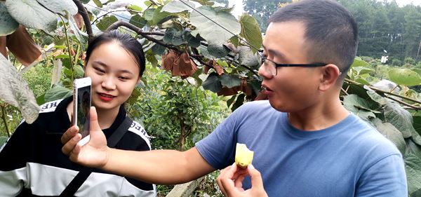 獼猴桃認養(yǎng)私人訂制 獼猴桃認養(yǎng)私人訂制