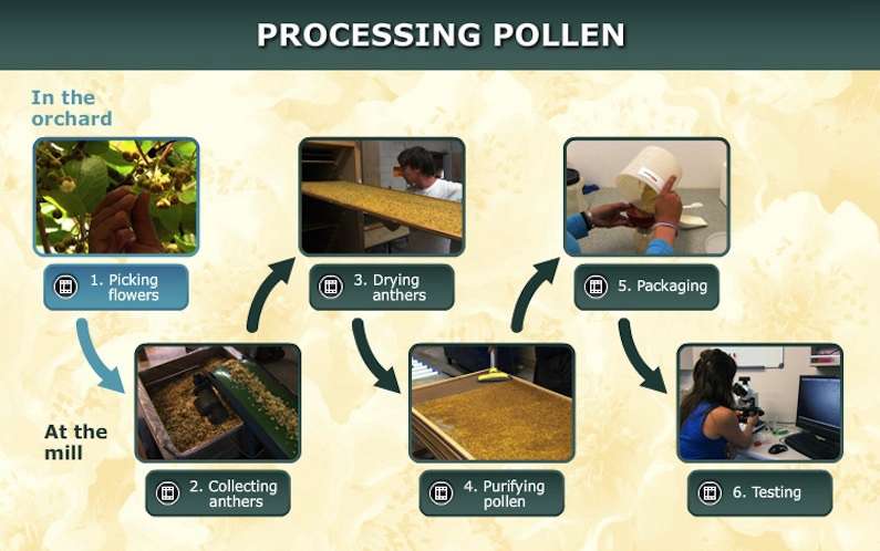 Kiwi pollen processing