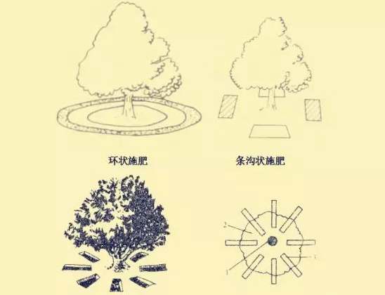 秋施獼猴桃“月子肥”作用巨大，你知道不？秋季施肥技術