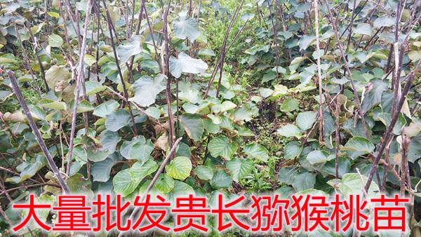 貴長(zhǎng)獼猴桃苗批發(fā)