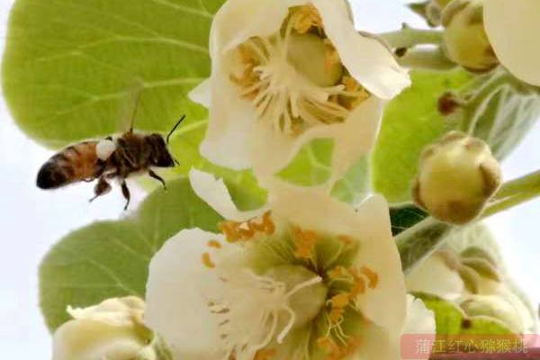 Kiwi pollination by honey bee