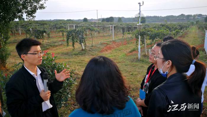江西獼猴桃果園