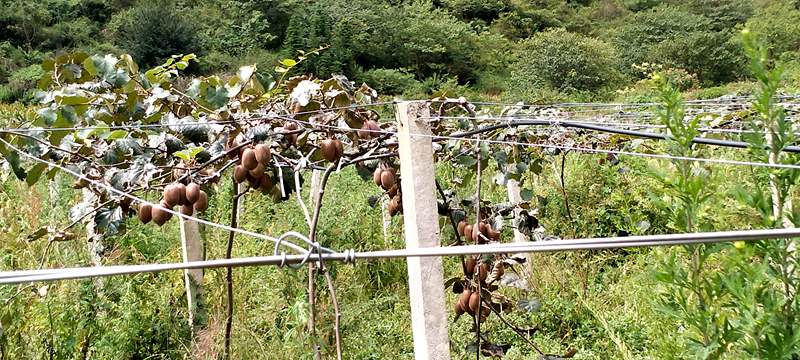 播州區(qū)三岔鎮(zhèn)獼猴桃 播州區(qū)三岔鎮(zhèn)獼猴桃