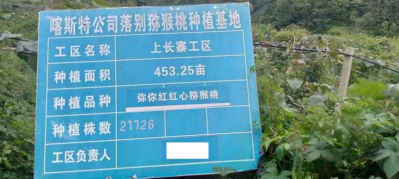 播州區(qū)三岔鎮(zhèn)獼猴桃 播州區(qū)三岔鎮(zhèn)獼猴桃