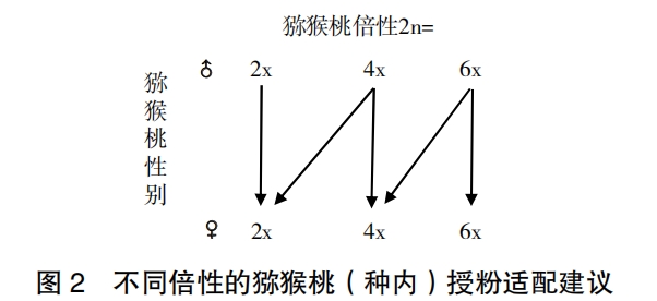 獼猴桃雄株選育與利用研究進展