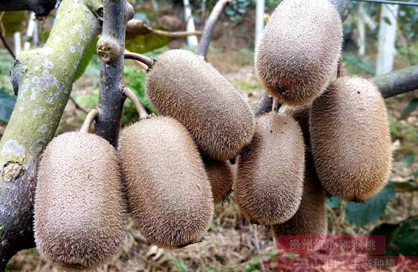 貴州有機(jī)獼猴桃果園