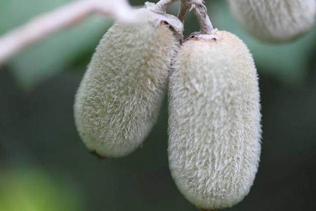 毛花獼猴桃