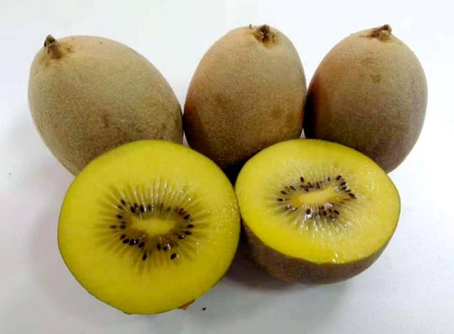 黃心獼猴桃 黃心獼猴桃