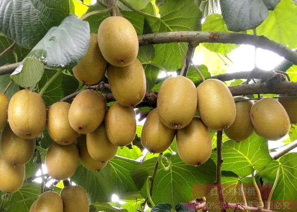 sun gold kiwi plants