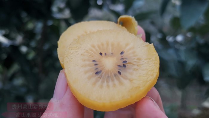 新西蘭陽光金果G3獼猴桃