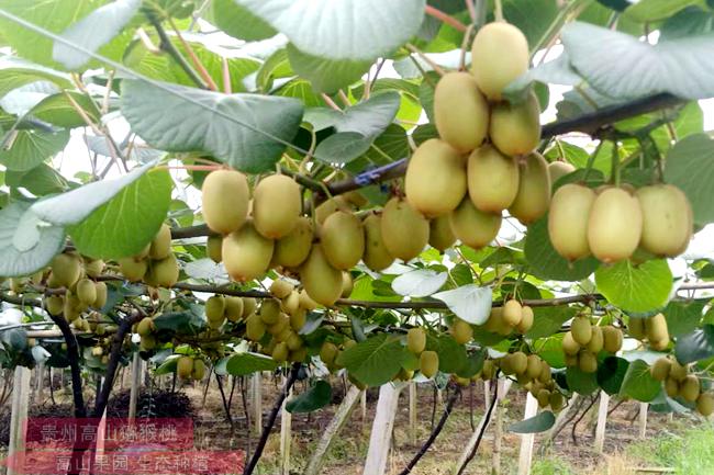 golden kiwi plants