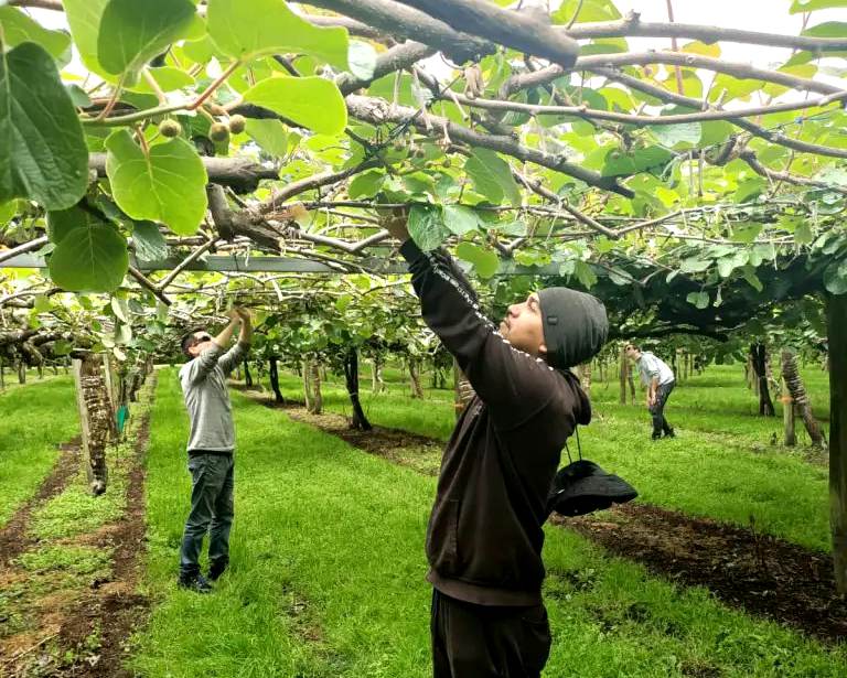 Kiwi Orchard Work