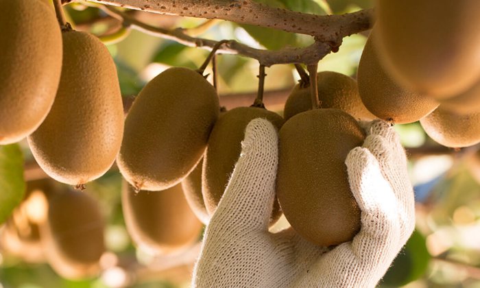 Golden kiwifruit