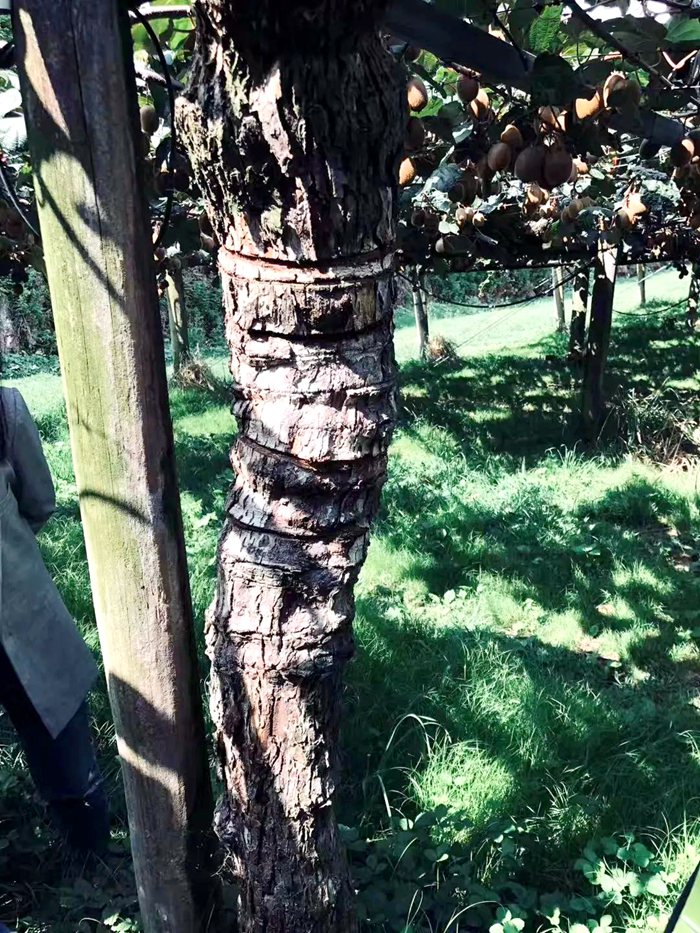 sungold kiwifruit tree