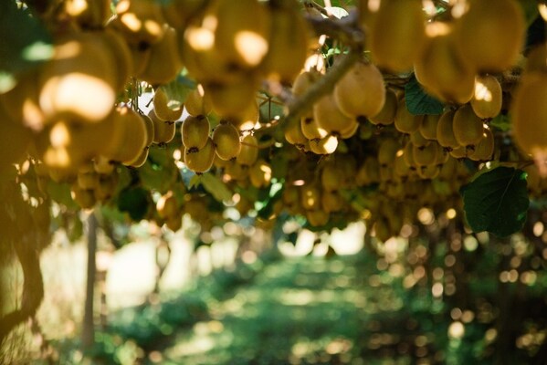 New Zealand Zespri kiwifruit cultivation