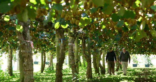 New Zealand Kiwi Orchard