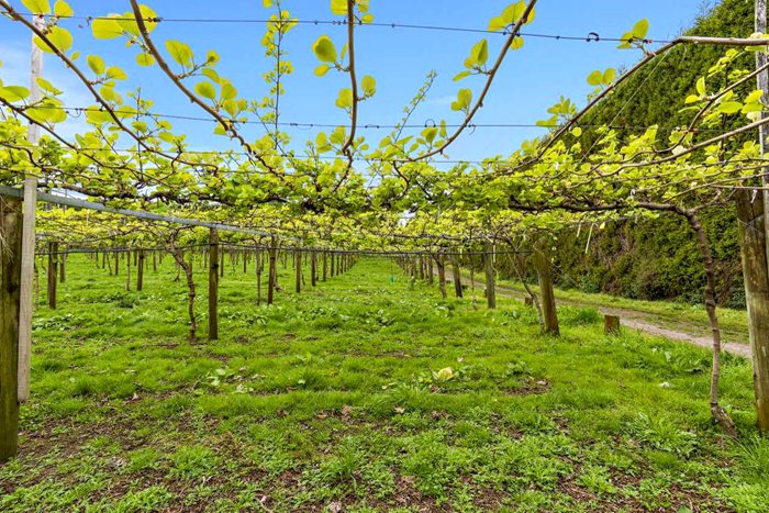 sungold g3 kiwifruit vine