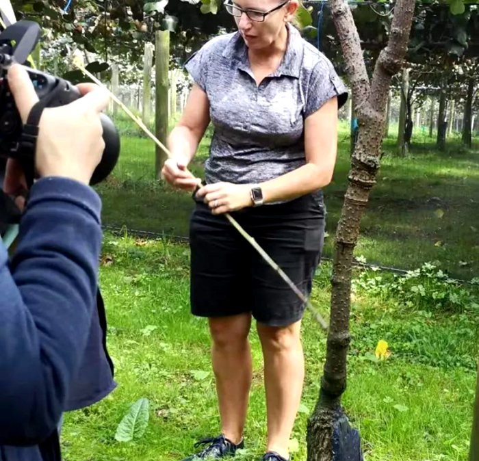 獼猴桃種植技術(shù)探討