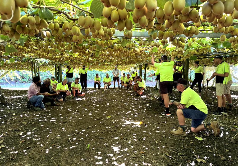 Harvest Sunshine Golden Fruit Kiwi Orchard