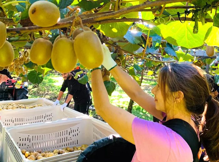 sungold kiwi orchard