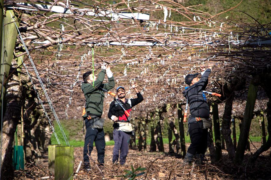 Winter pruning of kiwifruit orchard