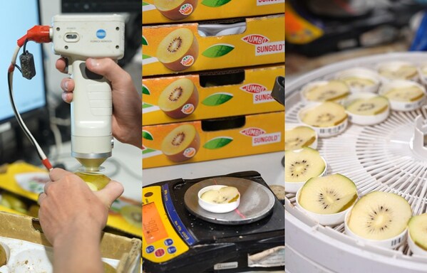 New Zealand Zespri kiwifruit cultivation
