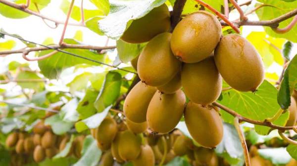 sungold kiwifruit