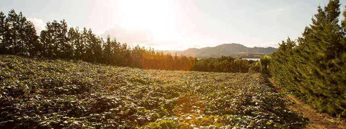 sungold g3 kiwifruit vine