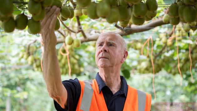 sungold orchard management