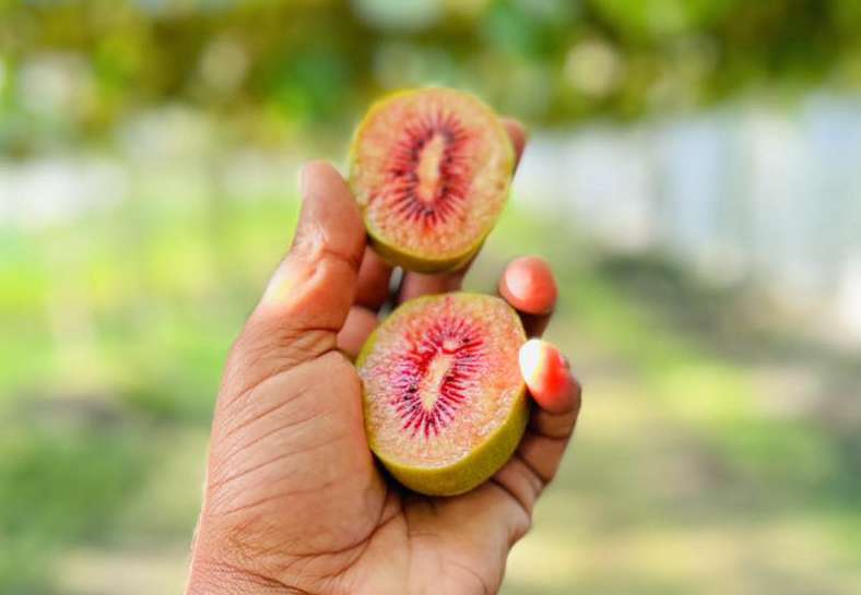 New Zealand Rubyred Kiwi